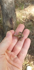 Eucalyptus goniocalyx