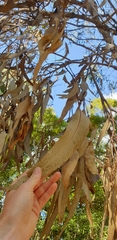 Eucalyptus goniocalyx