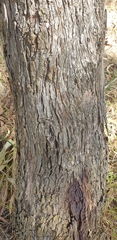 Eucalyptus goniocalyx