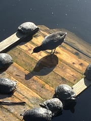 Fulica americana americana