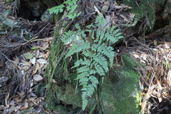 Arachniodes quadripinnata