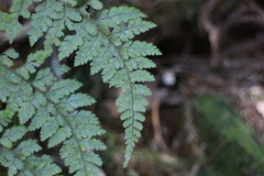 Arachniodes quadripinnata