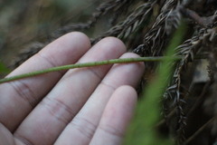 Arachniodes quadripinnata