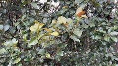 Aidia cochinchinensis