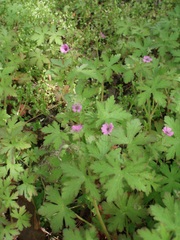 Geranium divaricatum