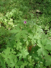 Geranium divaricatum