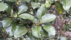 Aidia cochinchinensis