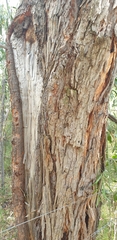 Eucalyptus cephalocarpa