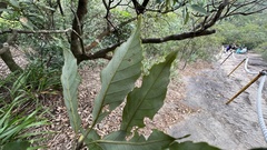 Aidia cochinchinensis