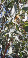 Eucalyptus cephalocarpa