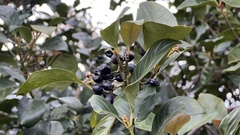 Aidia cochinchinensis