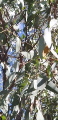 Eucalyptus cephalocarpa