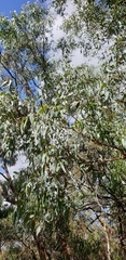 Eucalyptus cephalocarpa