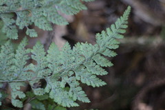 Arachniodes quadripinnata