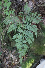 Arachniodes quadripinnata