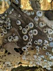 Amphibalanus improvisus