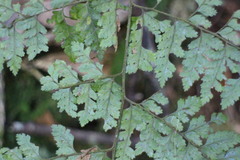 Arachniodes quadripinnata