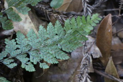 Arachniodes quadripinnata