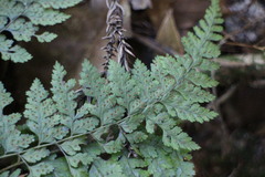 Arachniodes quadripinnata