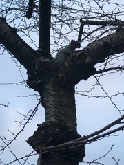 Sciurus carolinensis