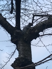 Sciurus carolinensis