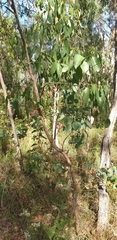 Eucalyptus goniocalyx
