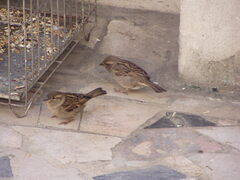 Passer domesticus