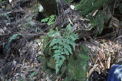 Arachniodes quadripinnata