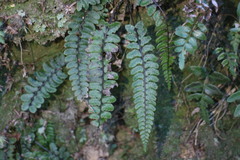 Athyrium nakanoi