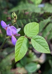 Desmodium intortum