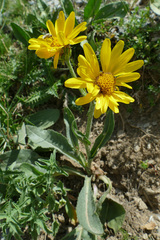 Senecio doronicum