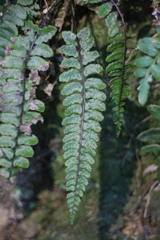 Athyrium nakanoi