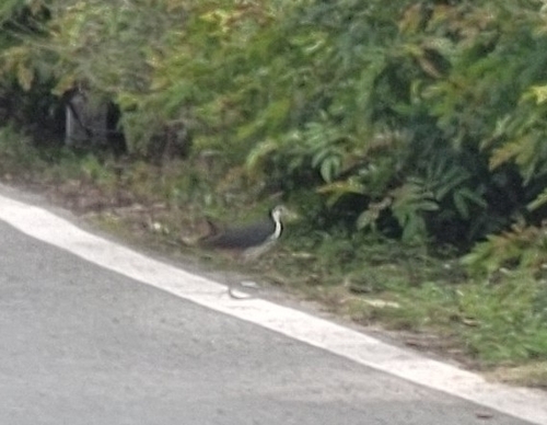 White-breasted Waterhen