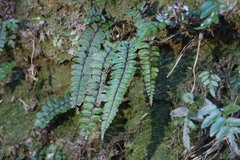 Athyrium nakanoi