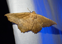 Polyacme dissimilis
