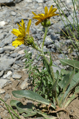 Senecio doronicum