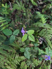 Desmodium intortum