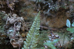 Athyrium nakanoi