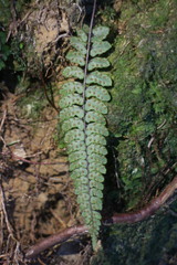 Athyrium nakanoi