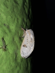 Naroma varipes