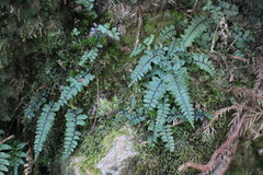 Athyrium nakanoi