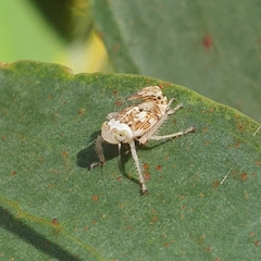 Brunotartessus fulvus