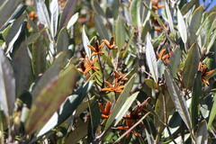Rhododendron formosanum