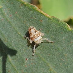 Brunotartessus fulvus