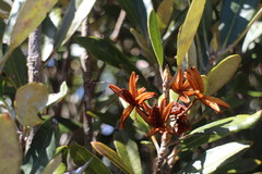 Rhododendron formosanum
