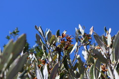 Rhododendron formosanum