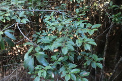 Ilex pedunculosa