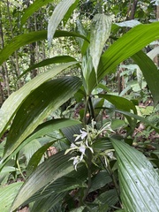 Corymborkis veratrifolia