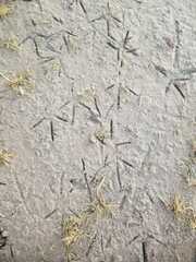 Pelecaniformes