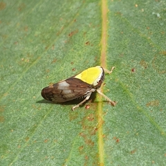 Brunotartessus fulvus